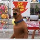 The Scooby-Doo! Mystery Begins (2009) - Scooby Doo