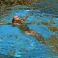 Swimming Pool (2003) - Julie