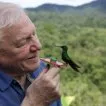 Život v barvě s Davidem Attenboroughem (2021) - Self - Presenter