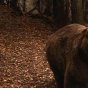 Medvědí vodopády (1999) - Young Harry