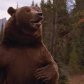 Medvědí vodopády (1999)