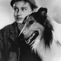 Lassie se vrací (1943) - Lassie