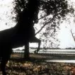 Milionár (1999) - Rosie