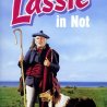 Challenge to Lassie (1949) - Lassie