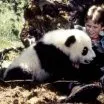 The Amazing Panda Adventure (1995) - Ryan Tyler