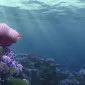 Finding Nemo (2003) - Nemo