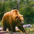 Louis L'Amour's Down the Long Hills (1986) - The Bear