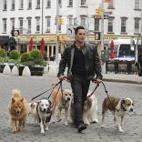 Dogs in the City (2012)