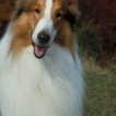 Mason (Lassie)