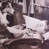 The Sun Comes Up (1949) - Lassie
