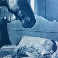 Gypsy Colt (1954) - Gypsy - the Horse