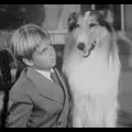 Lassie 1954 (1954-1974) - Jeff Miller