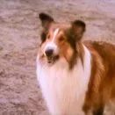 Lassie 1954 (1954-1974) - Lassie