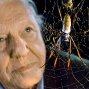 David Attenborough's Natural Curiosities (2013-2018) - Himself - Presenter