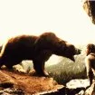 Medveď (1988) - The Kodiak Bear