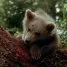 Medveď (1988) - The Bear Cub