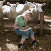 Šarlotina pavučinka (2006) - Sheep Group