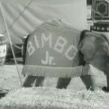 Circus Boy (1956)