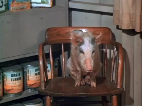 Green Acres (1965) - Arnold Ziffel